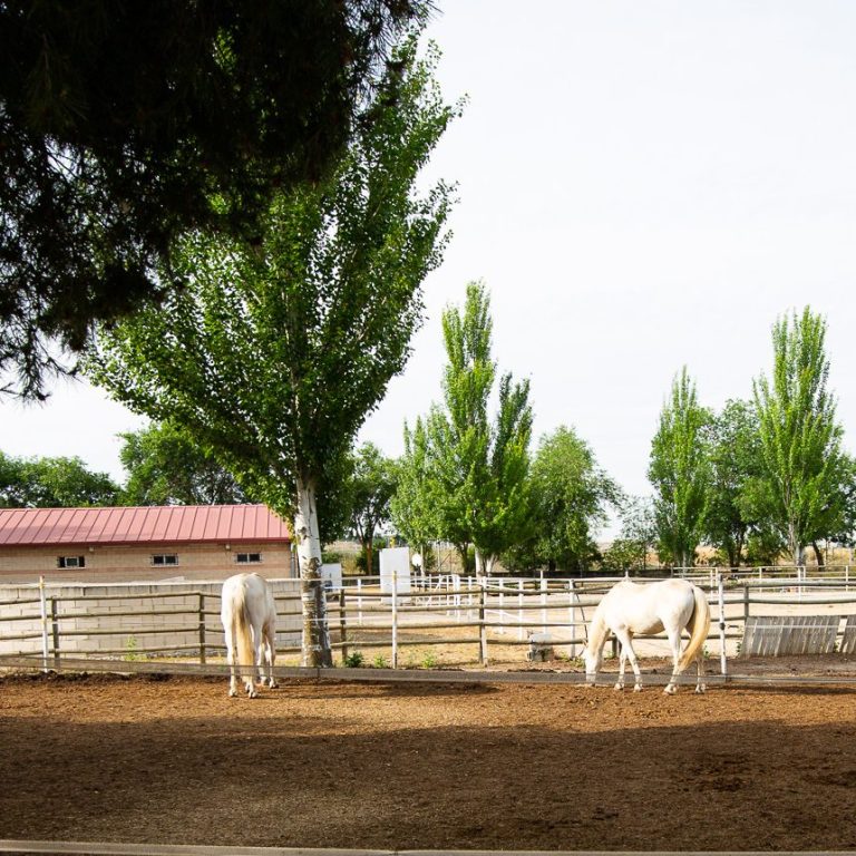 Centro hípico del Parque municipal de Pinto Centro hípico del Parque municipal de Pinto